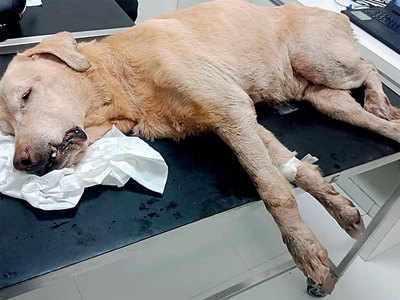Bizman booked for cruelty after dog dies