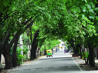 Tree census: Tender norm tweak