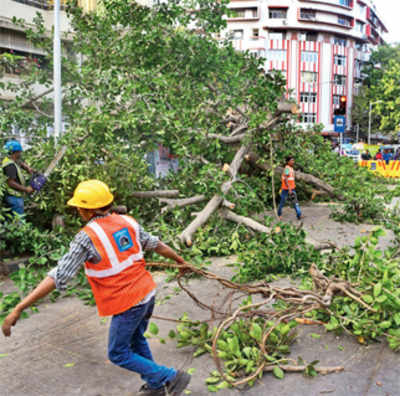 Two sitting HC judges to handle tree-cutting woes