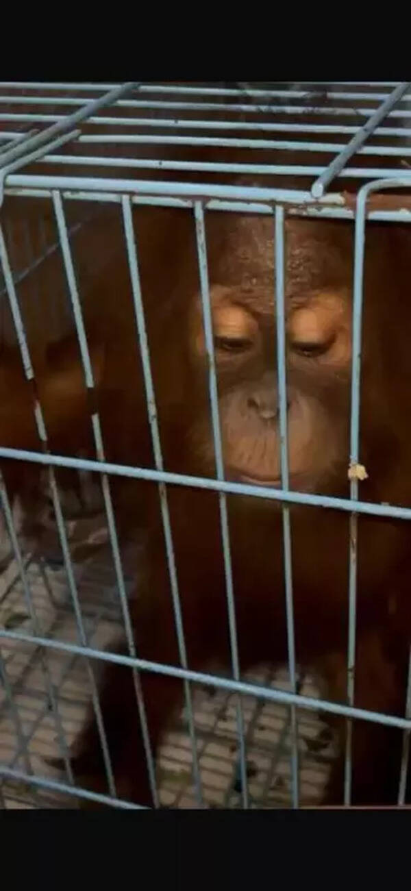 Endangered orangutan finds refuge in Gorewada centre
