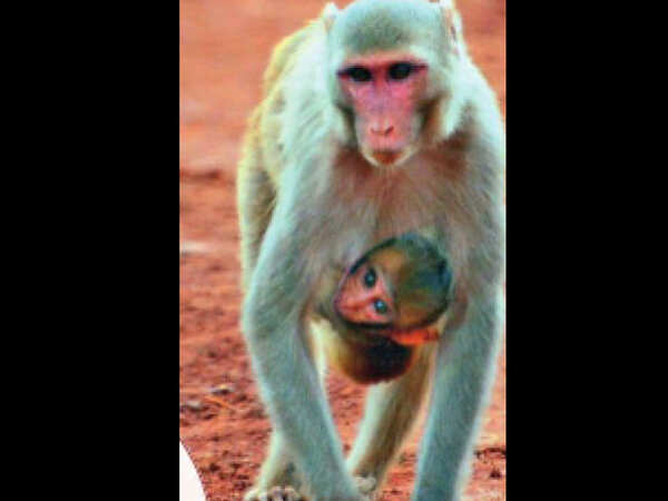 Asola sanctuary spends Rs 8 lakh/month to feed simians