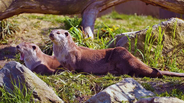 Delhi Zoo celebrates conservation success: Smooth-coated otter comeback after 20 years