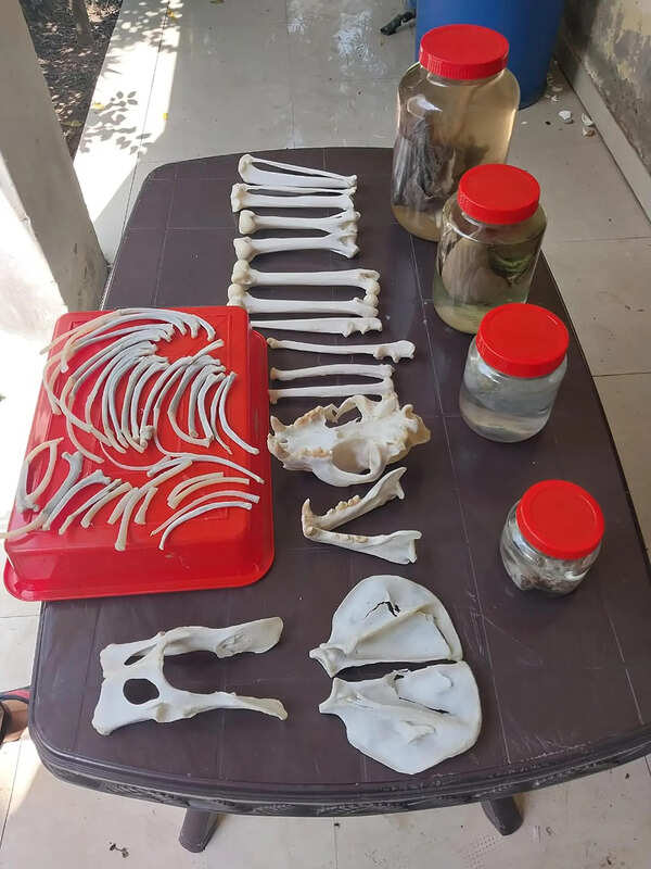 Gurgaon gets a wildlife centre to preserve animal carcasses