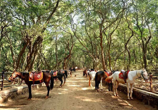 Horse dung causing severe pollution in Matheran, says interim MPCB report submitted in NGT