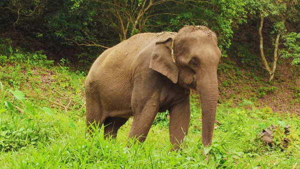 This tiger reserve near Delhi is a fascinating mix of wildlife adventure and spirituality - Can you take a guess?