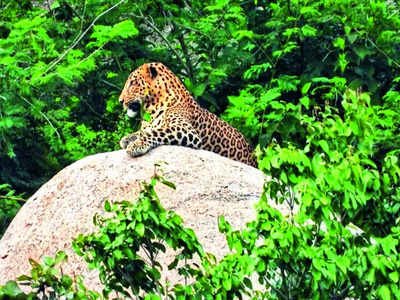 3 weeks on, DNA analysis not out & leopards still in cage