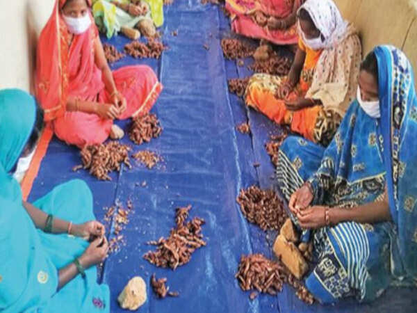 Chhattisgarh purchased highest value of minor forest produce in country: TRIFED