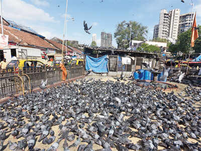 Pigeons a nuisance, shut Dadar kabutarkhana: MNS