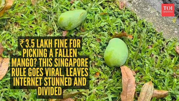 ₹3.5 lakh fine for picking a fallen mango? THIS Singapore rule goes viral, leaves internet stunned and divided