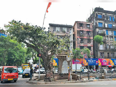 Restoration of GPO Kabutarkhana: Will the BMC cut an old tree to restore a heritage pyau?