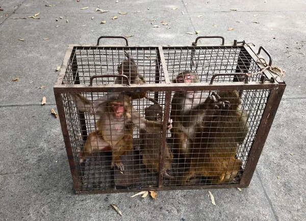 DMC captures 36 monkeys in 2 months as menace persists