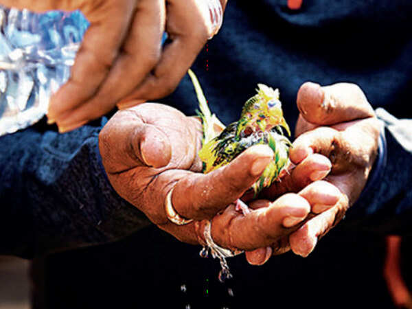 Visakhapatnam: Birds, animals too fall prey, trees wither