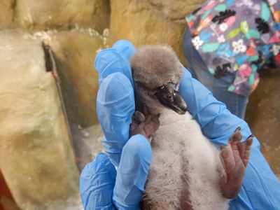 Mumbai's Humboldt penguins give birth to a baby