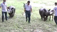 Assam floods: 32 animals released into Kaziranga National Park after treatment 