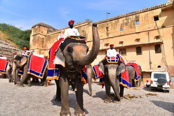 HC issues notices over elephant rides near Amber Fort