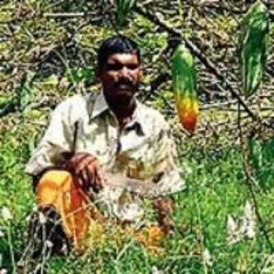Farmer keeps pigs away with pee