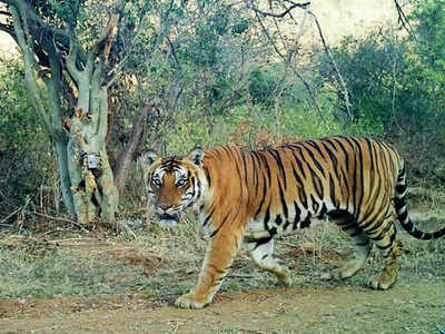 Karnataka to get its 6th tiger reserve
