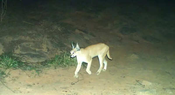 Rare caracal captured on camera in Bandh Baretha