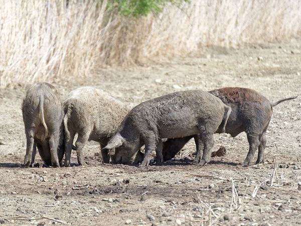 Farm pigs were abandoned in Fukushima after the 2011 nuclear disaster: Fifteen years later, their DNA revealed something no one expected