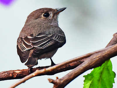 38 species of birds sighted from St Aloysius college campus