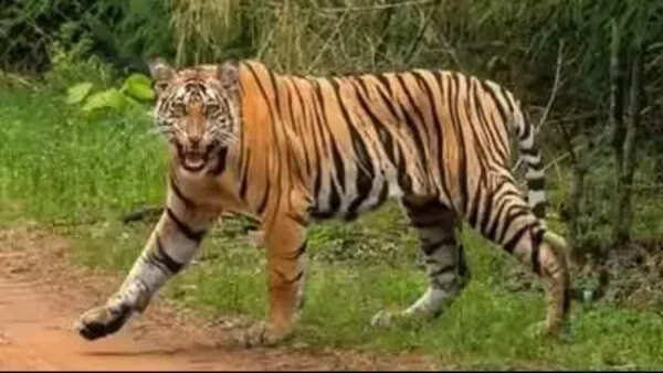 Rs 260cr action plan to prevent human-wildlife conflict