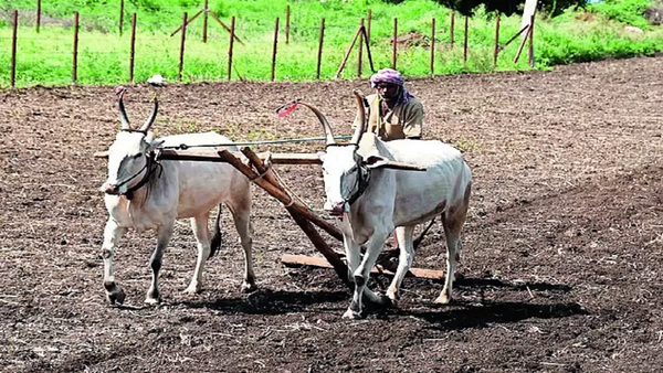 Sowing activities in full swing in Vijayapura; dams filling up fast