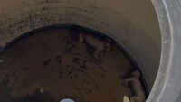 Decomposed monkey carcasses found in water tanks at Nuh Govt Medical College, probe ordered