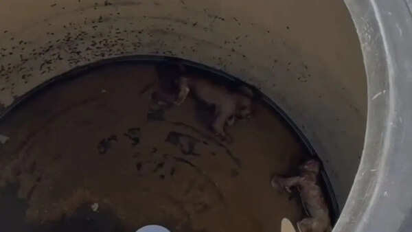 Decomposed monkey carcasses found in water tanks at Nuh Govt Medical College, probe ordered