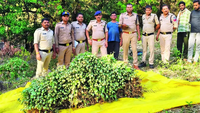 Radio-collared tiger killed as it brought its trackers close to illegal opium field in Madhya Pradesh
