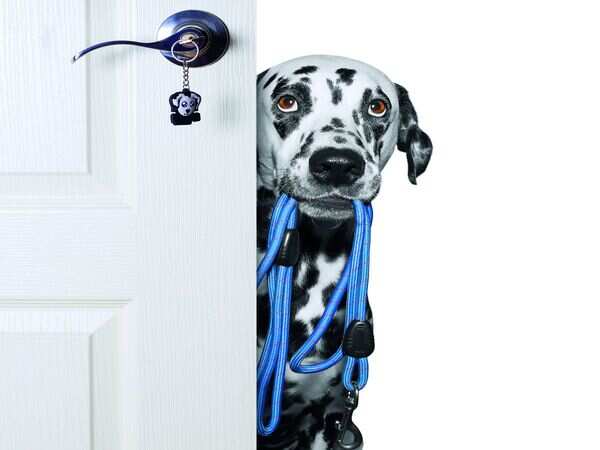 Is your pooch etiquette ready for a public outing?
