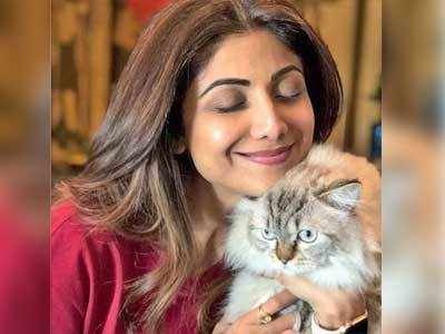 Shilpa Shetty's Himalayan Persian cat goes missing