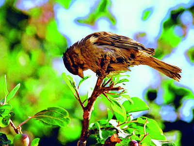 Story Behind the Photo: Sparrow sighting