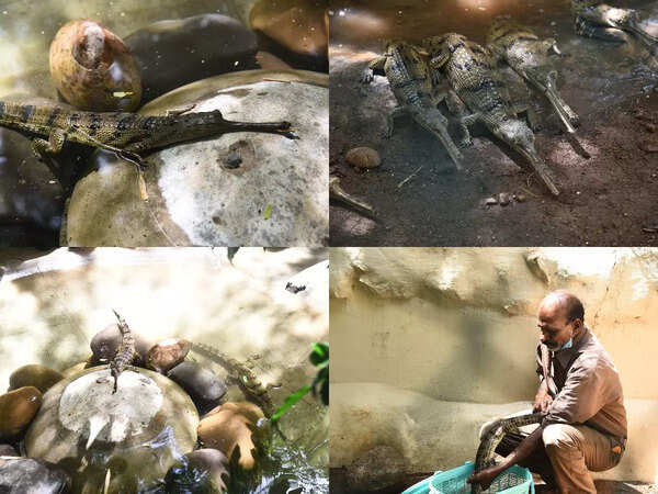 Baby gharials find a new enclosure as snake park starts 50th-year celebrations