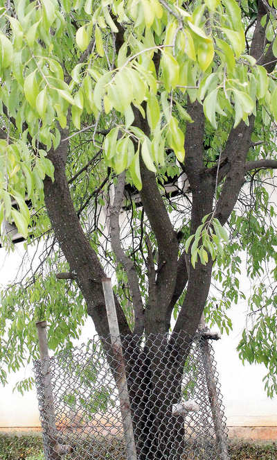 Karnataka Soaps & Detergents seeks KISF cover to safeguard its sandalwood trees