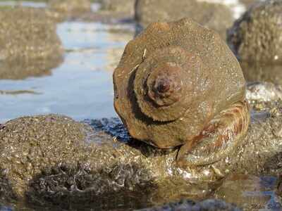 World Nature Conservation Day: Protecting Mumbai's marine fauna