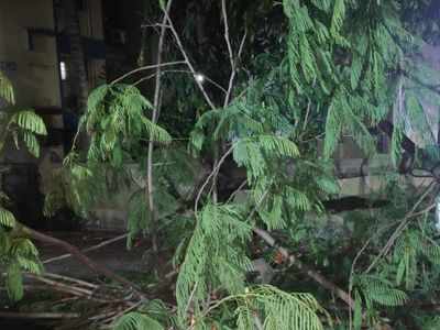 Cyclone Tauktae: At least 24 trees collapsed in Navi Mumbai areas