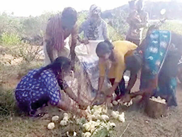 Karnataka: Chicks dumped in villages; police say farmer-firm stand off to blame