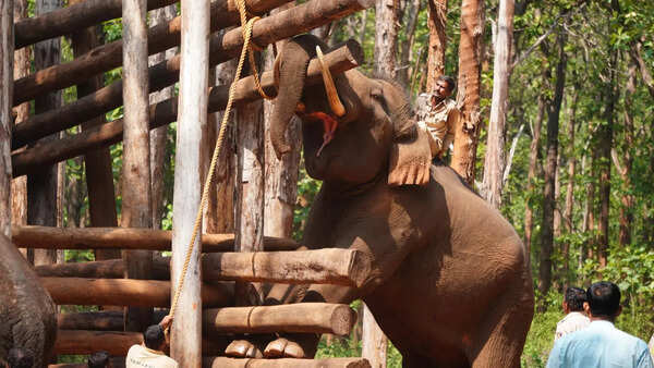 Jumbo Balanna resumes camp duty after recovery