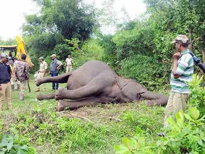 West Bengal: Three elephants electrocuted in Jhargram