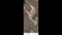 Dogs maul deer to death in Palamu