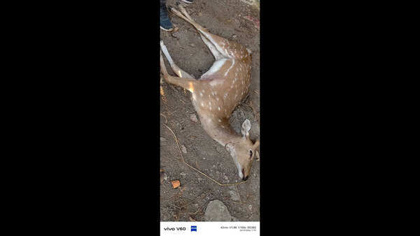 Dogs maul deer to death in Palamu