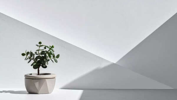 Çan keeping jade plant in the right direction will bring wealth