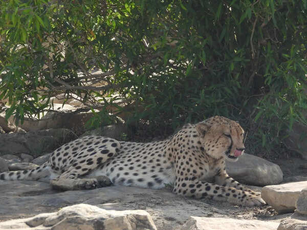 Cheetah KP-3 tranquillised near Rajasthan–MP border after prolonged movement