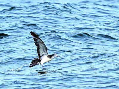 Birders of Karnataka unite, with flying colours