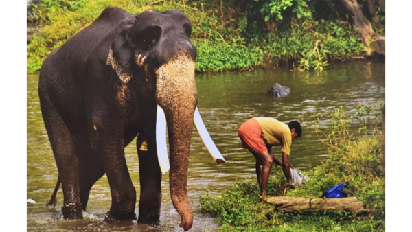 Theppakadu elephant camp tusker  ‘soft-hearted’ Santhosh dies