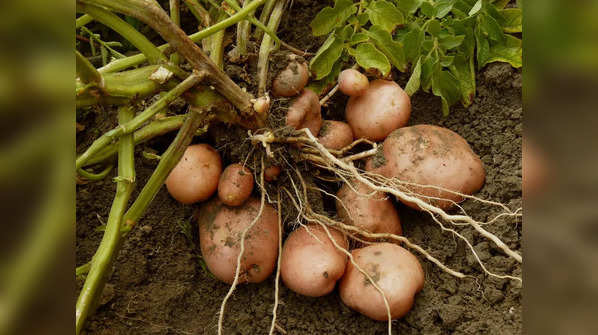 Potato cultivation is incredibly important