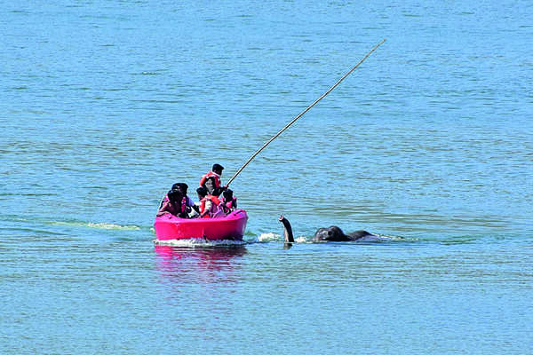 Karnataka: Tusker entangled in fishing net rescued