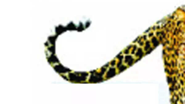 Trap cameras fail to sight leopard, Hyderabad hunter awaits Jharkhand orders