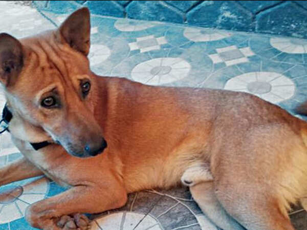 Pet dog on quarantine after owner tests positive