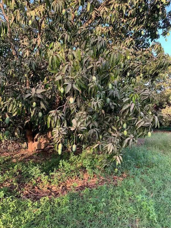 Kesar mangoes reach Talala early amid export demand